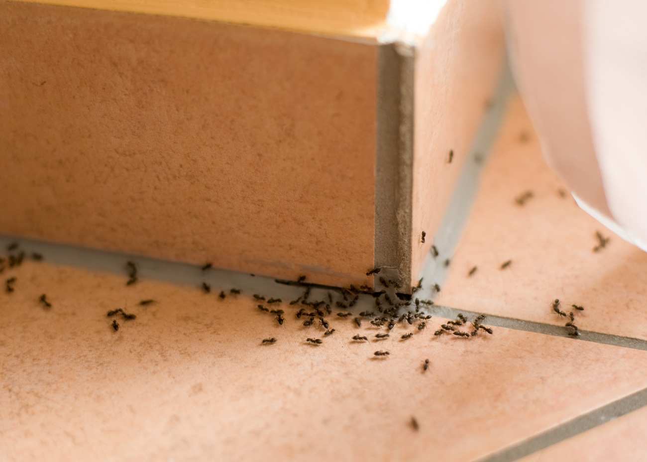 how-to-kill-sugar-ants-graphic